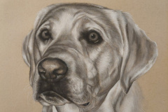 \"Old Friend\" 11x14 Charcoal on Tan