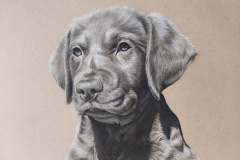 \"New Friend\" 11x14 Charcoal on Tan
